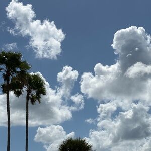 Sky Blue Palm Tree Photo Print
